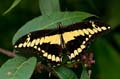 160 Koenigs-Page - Papilio thoas